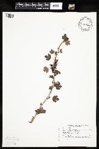 Ribes hirtellum image