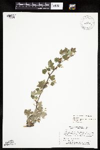 Ribes hirtellum image