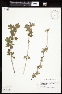 Ribes hirtellum image