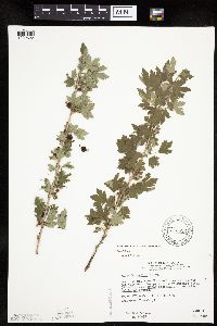 Ribes hirtellum image
