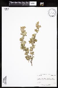 Ribes hirtellum image