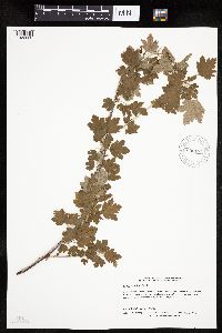 Ribes hirtellum image