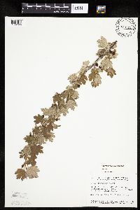 Ribes hirtellum image