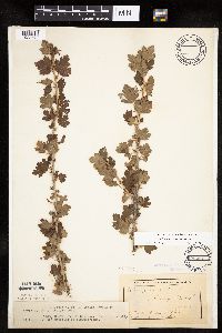 Ribes hirtellum image