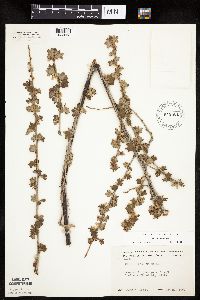 Ribes hirtellum image