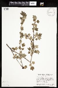 Ribes hirtellum image