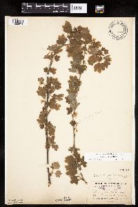 Ribes hirtellum image