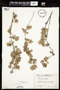 Ribes hirtellum image