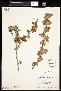 Ribes hirtellum image