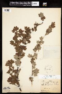 Ribes hirtellum image