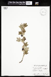 Ribes hirtellum image