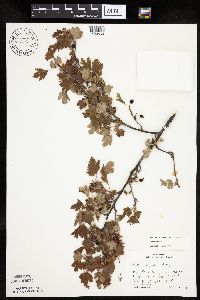 Ribes hirtellum image