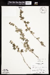 Ribes hirtellum image