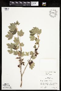 Ribes hirtellum image