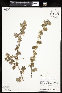 Ribes hirtellum image