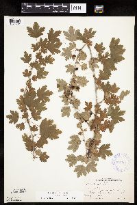 Ribes hirtellum image