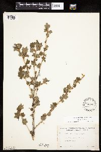 Ribes hirtellum image