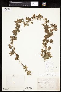 Ribes hirtellum image