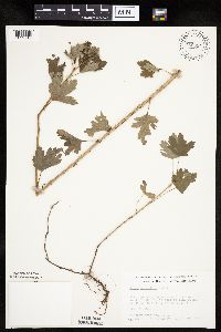 Ribes hirtellum image