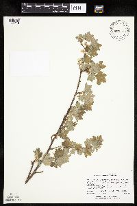 Ribes hirtellum image