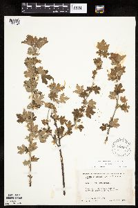 Ribes hirtellum image