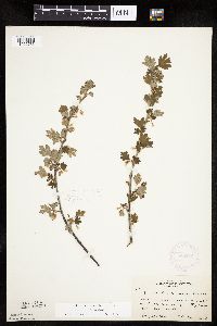 Ribes hirtellum image