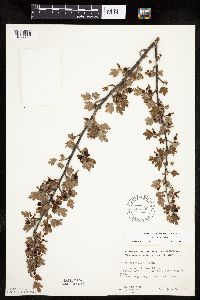 Ribes hirtellum image