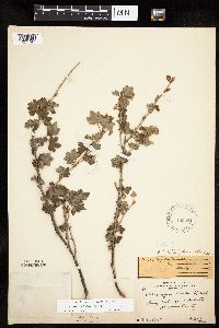 Ribes hirtellum image