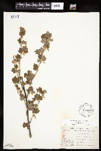 Ribes hirtellum image