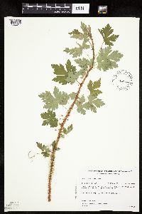 Ribes lacustre image