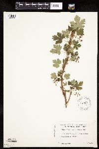 Ribes lacustre image