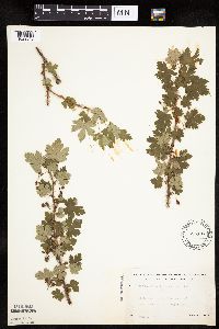 Ribes lacustre image