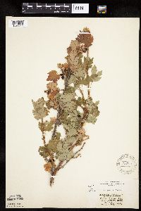 Ribes lacustre image