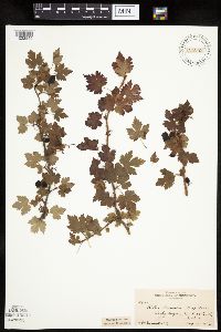 Ribes lacustre image