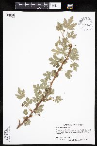 Ribes lacustre image