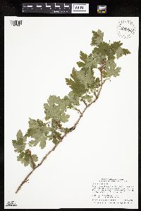 Ribes lacustre image