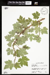 Ribes lacustre image