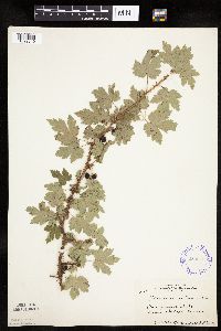 Ribes lacustre image