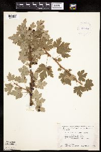 Ribes lacustre image