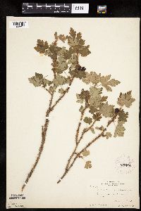 Ribes lacustre image