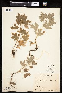 Ribes lacustre image