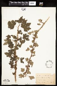 Ribes lacustre image