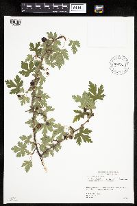 Ribes lacustre image