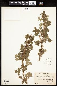 Ribes lacustre image