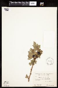 Ribes lacustre image