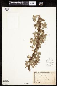 Ribes lacustre image