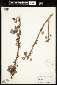 Ribes lacustre image