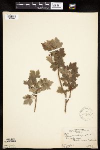 Ribes lacustre image