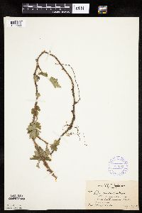 Ribes lacustre image