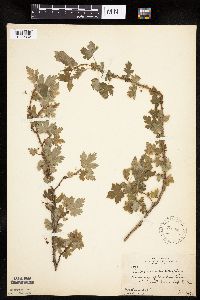 Ribes lacustre image